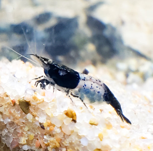 Carbon Rili Shrimp Neocaridina 10+ Dwarf Shrimp Aquarium Pets