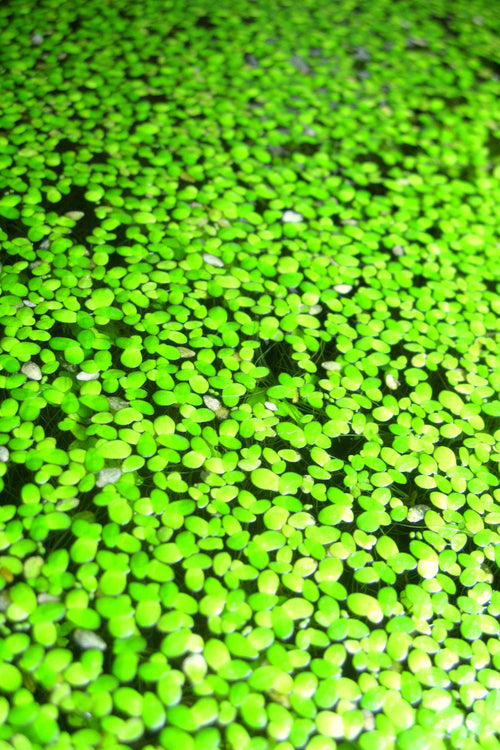 Close-up of green duckweed on water