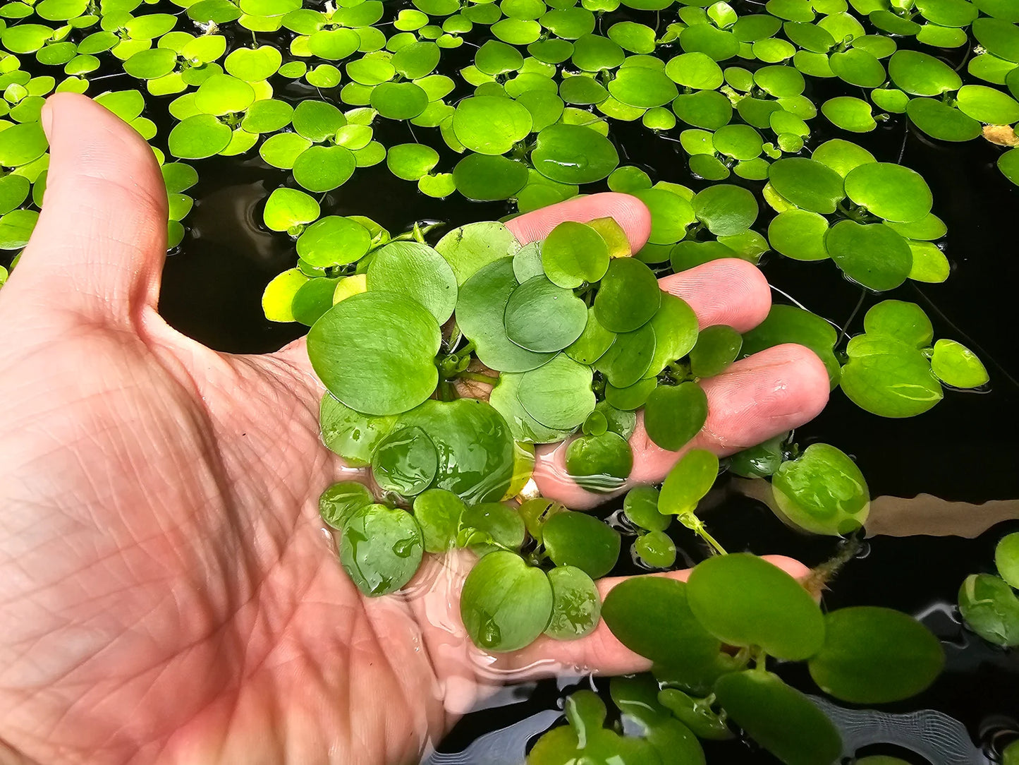 50+ Leaf Frogbit BUY 2 Get 1 FREE - Floating Aquatic Plant - HEALTHY AND GREEN