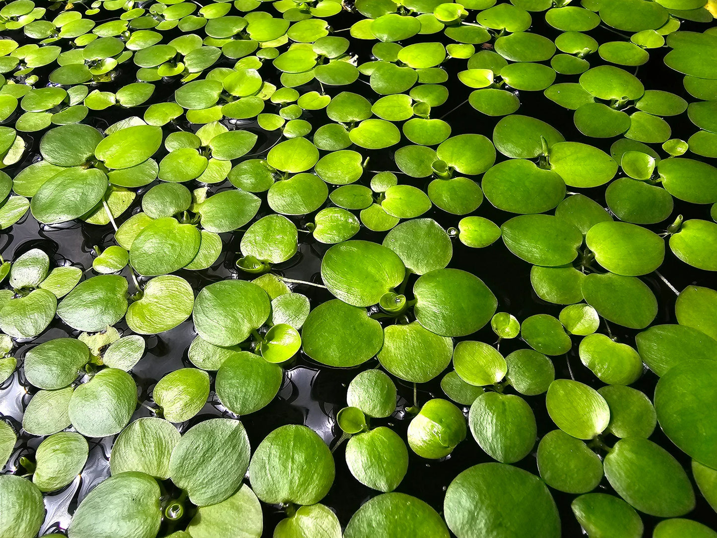 50+ Leaf Frogbit BUY 2 Get 1 FREE - Floating Aquatic Plant - HEALTHY AND GREEN