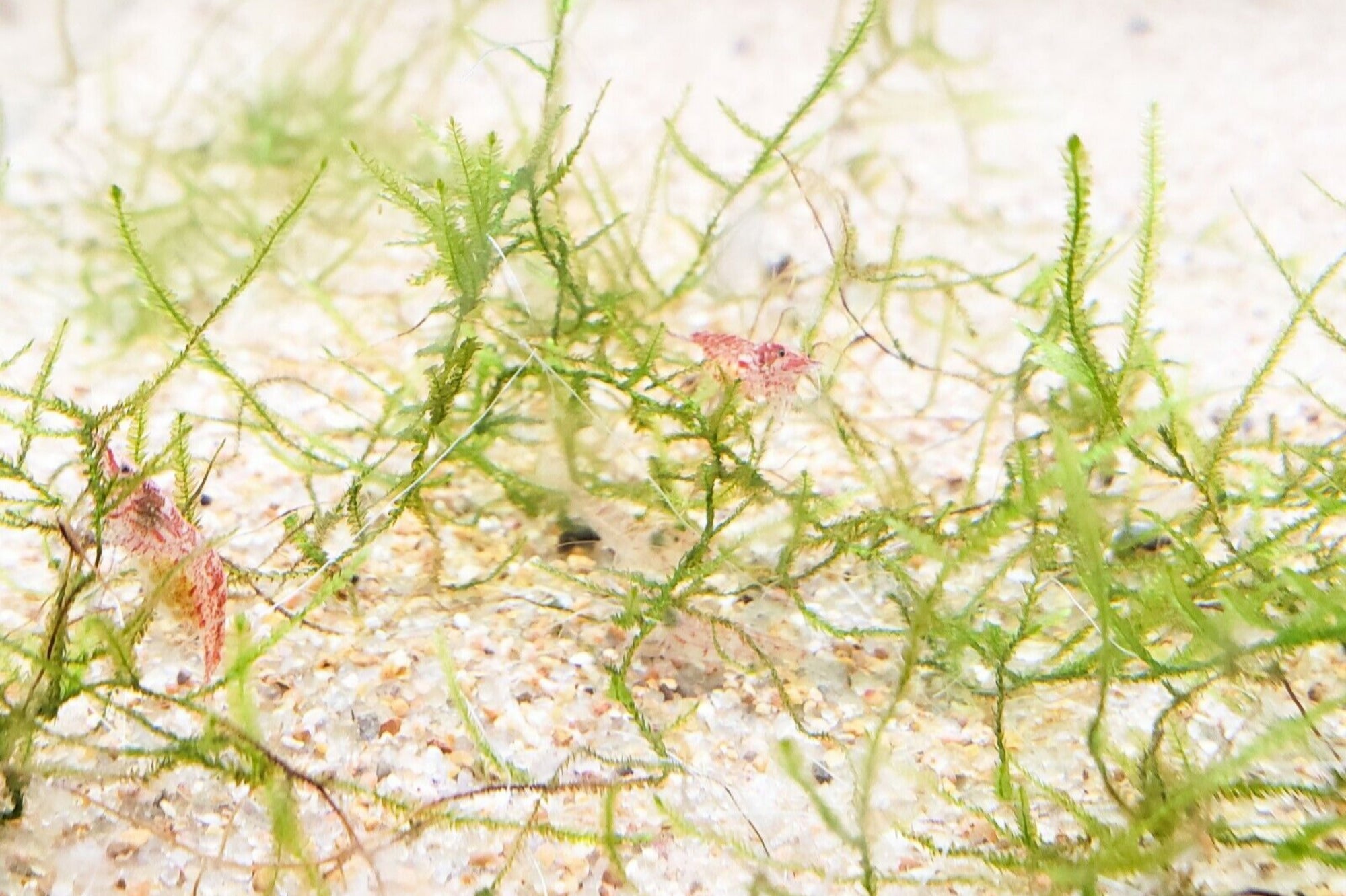 Natural Sand Aquarium Substrate