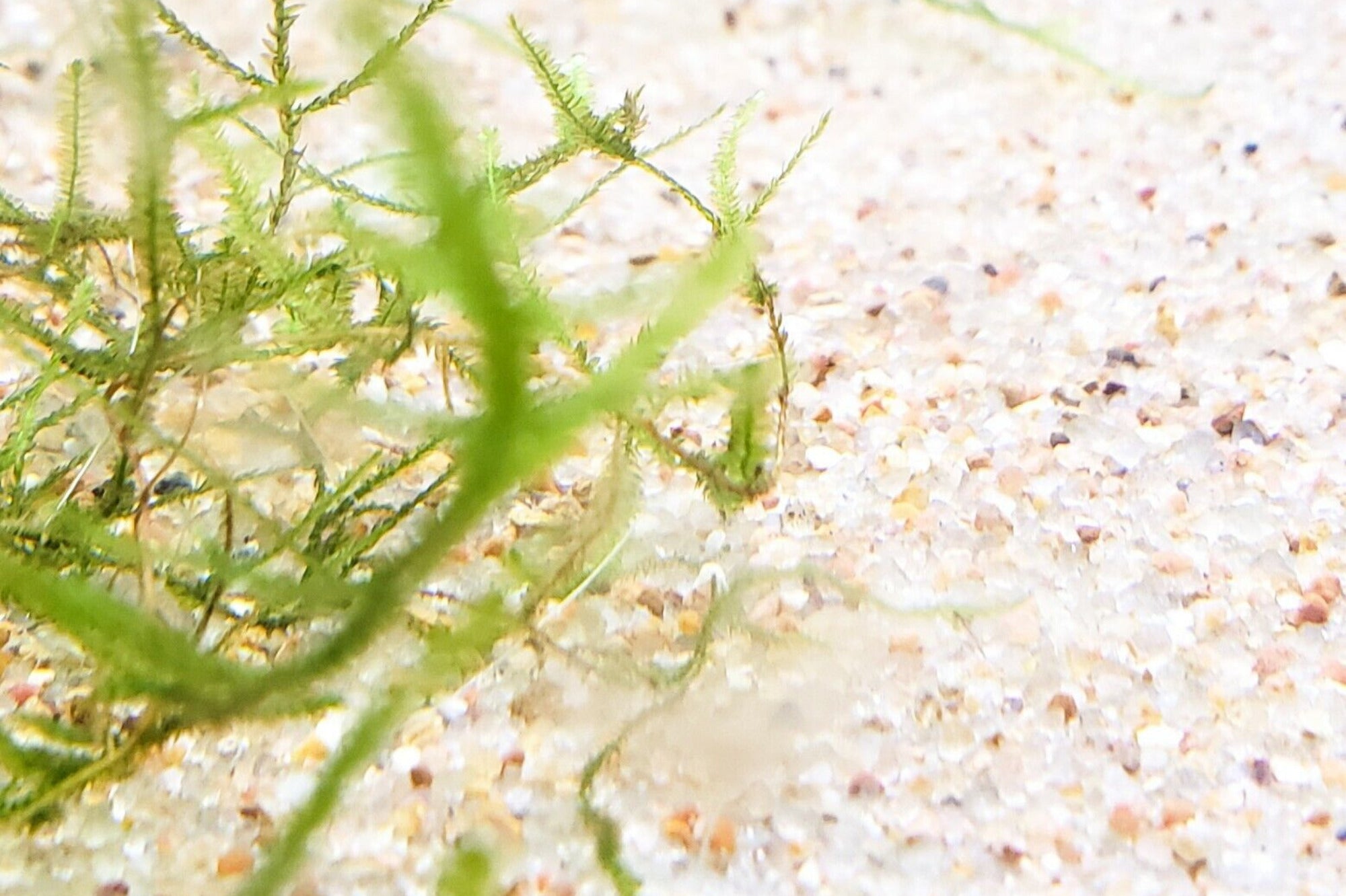 Natural Sand Aquarium Substrate