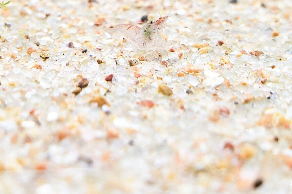Natural Sand Aquarium Substrate