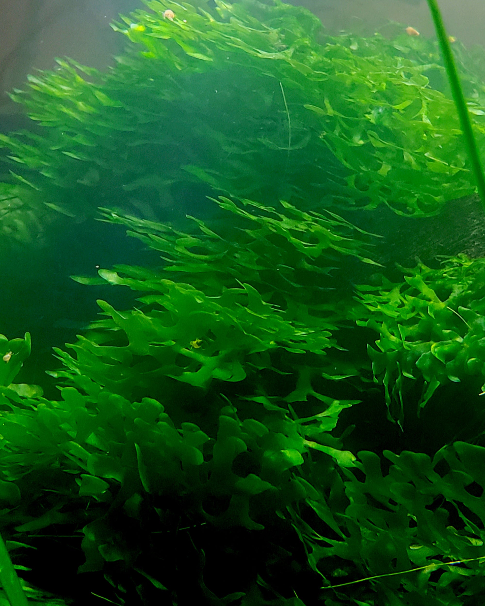Pellia Moss