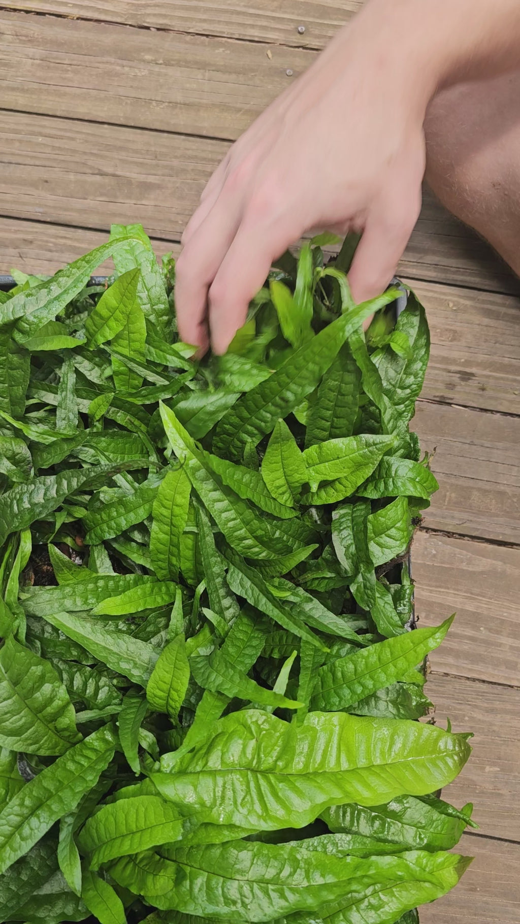 Java Fern -🔥Buy 2 Get 1 Free🔥(Fresh, Healthy, Home Grown)