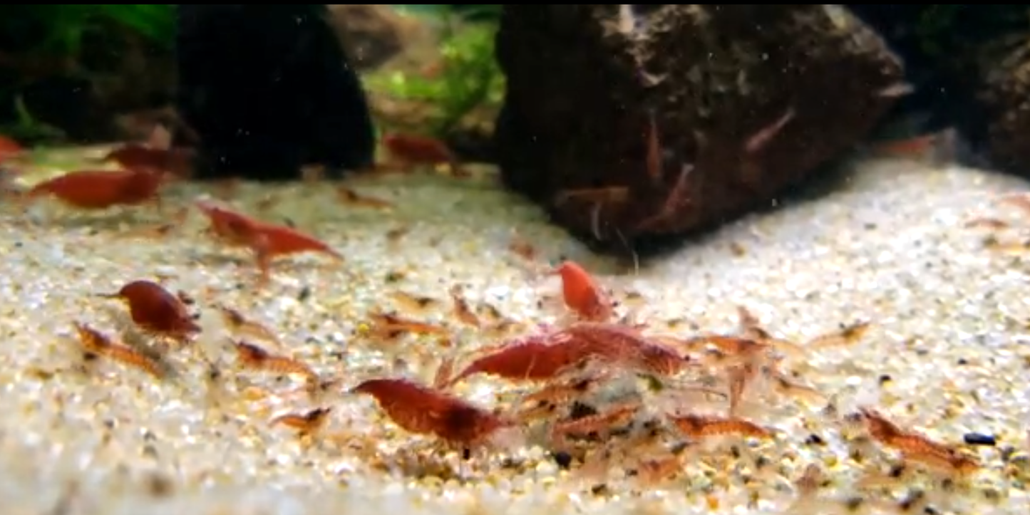 Red Cherry Shrimp (Fire Red) 10+ RCS Neocaridina Dwarf Shrimp