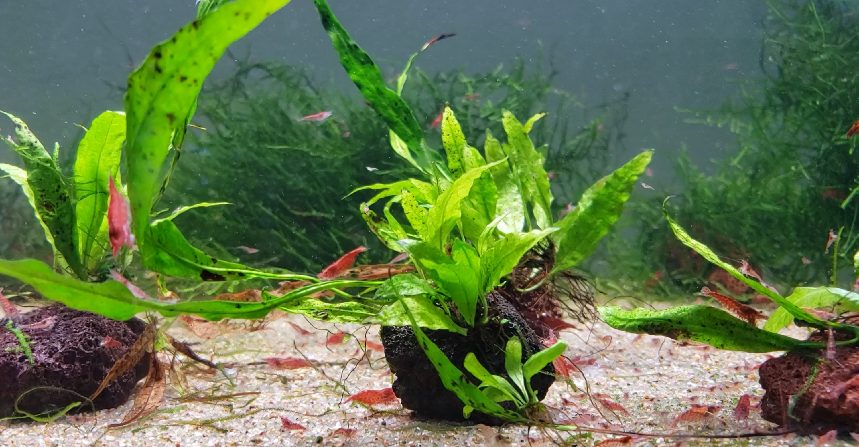 Load video: Red Cherry Shrimp enjoying their dinner of algae wafers