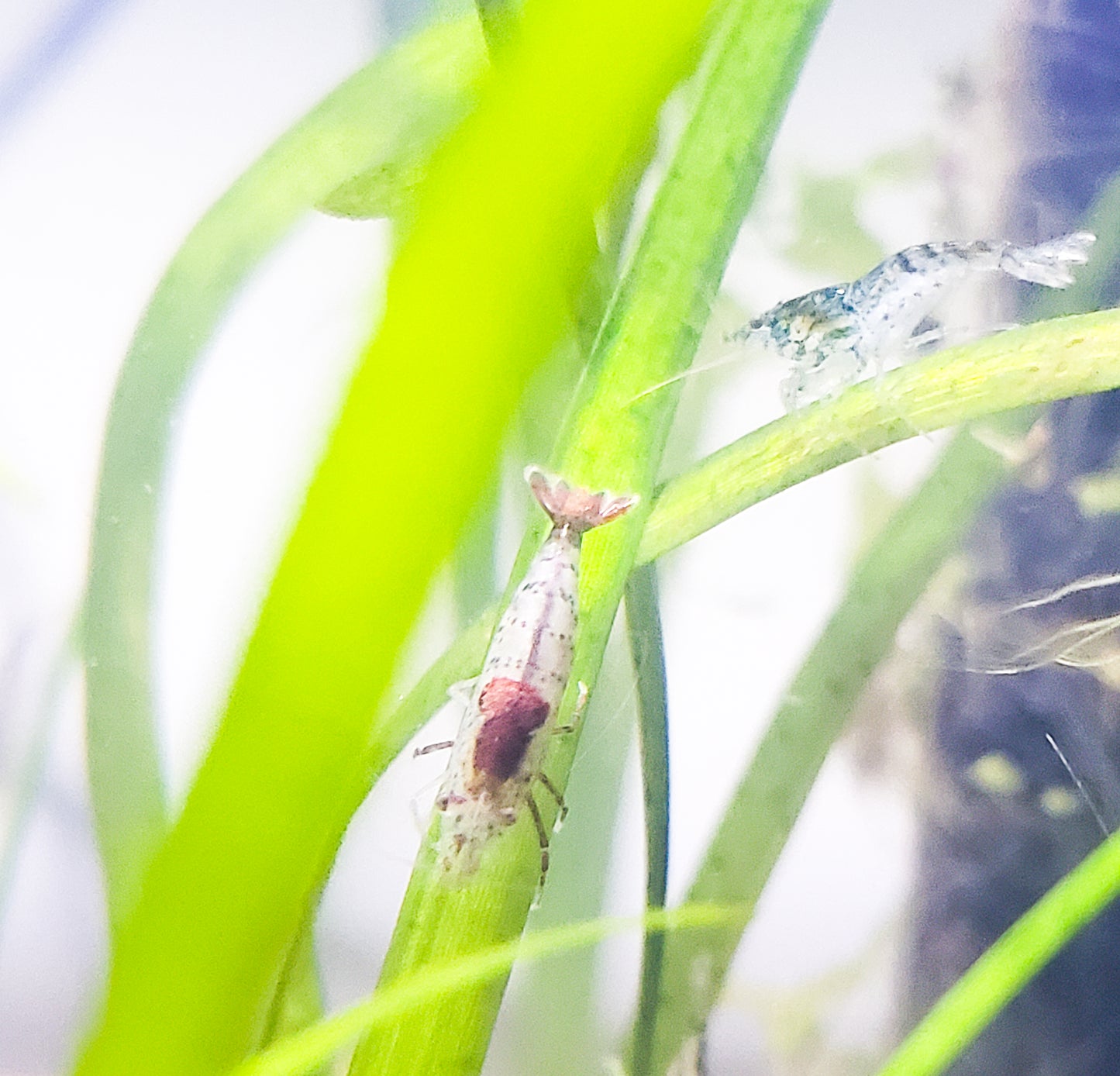 20+ Blue Rili and Carbon Rili Shrimp Neocaridina Dwarf Shrimp, Discounted Culls