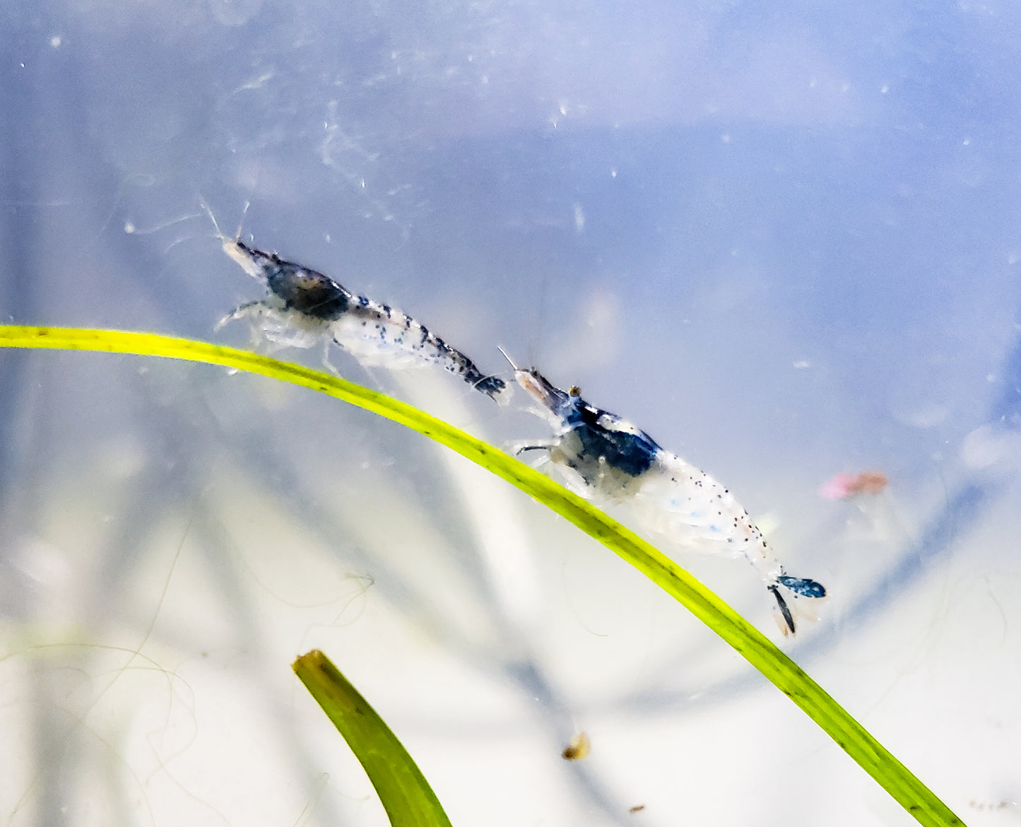 20+ Blue Rili and Carbon Rili Shrimp Neocaridina Dwarf Shrimp, Discounted Culls