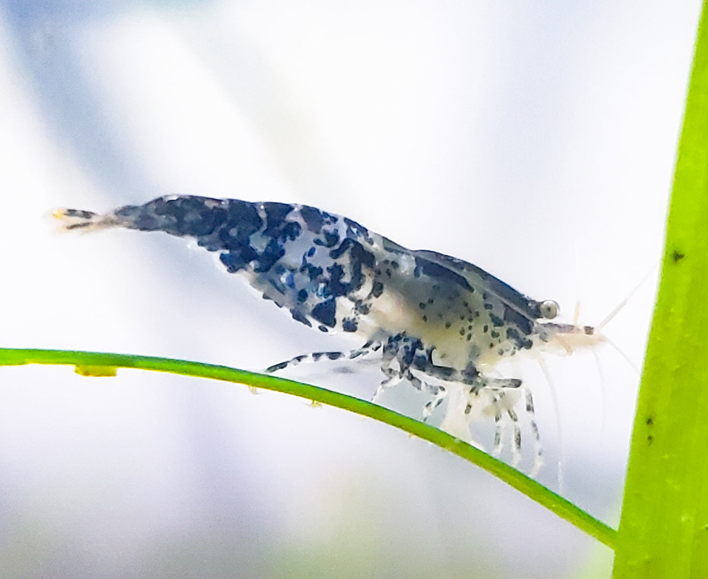 20+ Blue Rili and Carbon Rili Shrimp Neocaridina Dwarf Shrimp, Discounted Culls