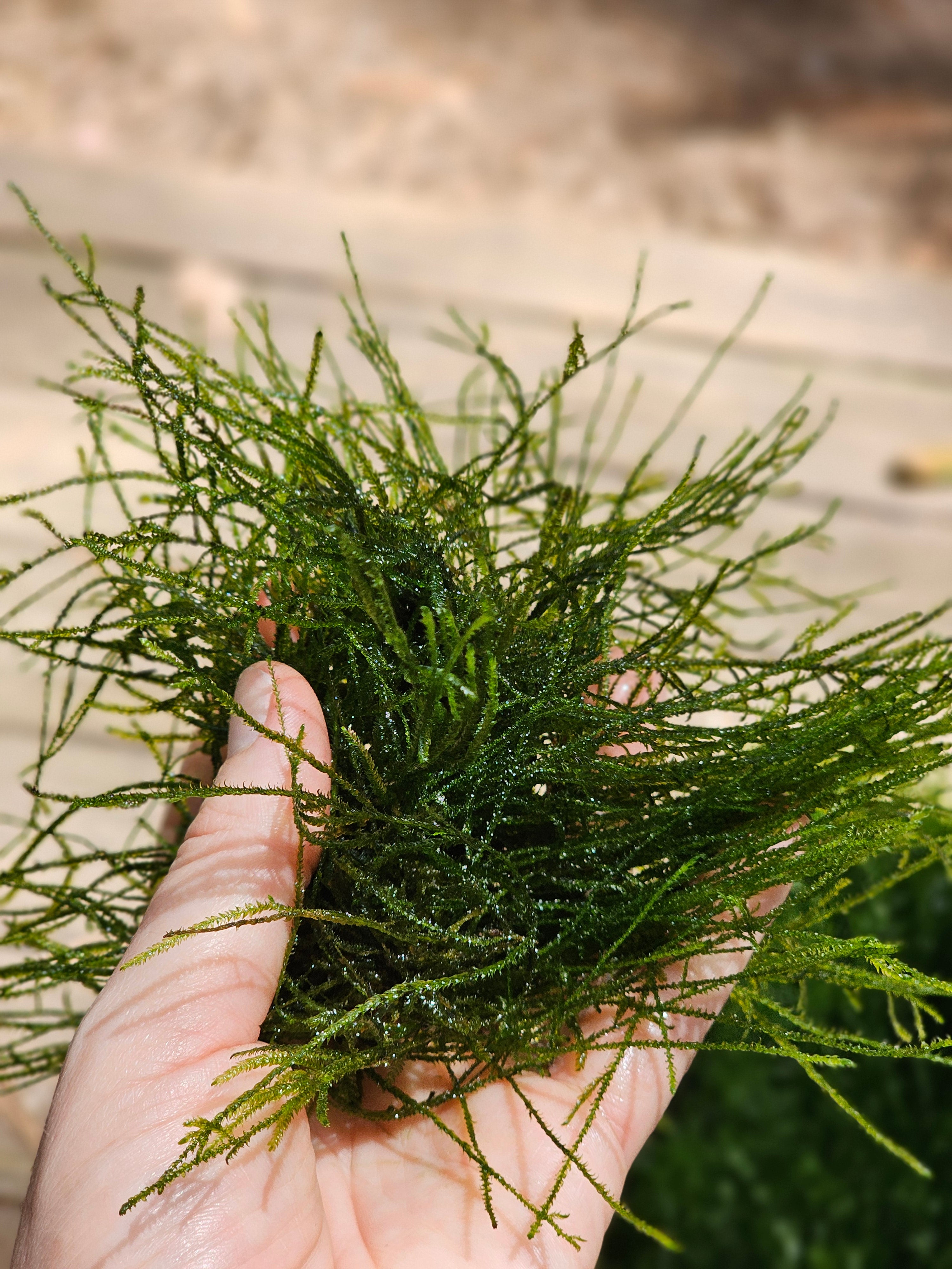 Java Moss Uses Java Moss - 🔥Buy 2 Get 1 Free🔥(Large Healthy Clumps, Home Grown ...