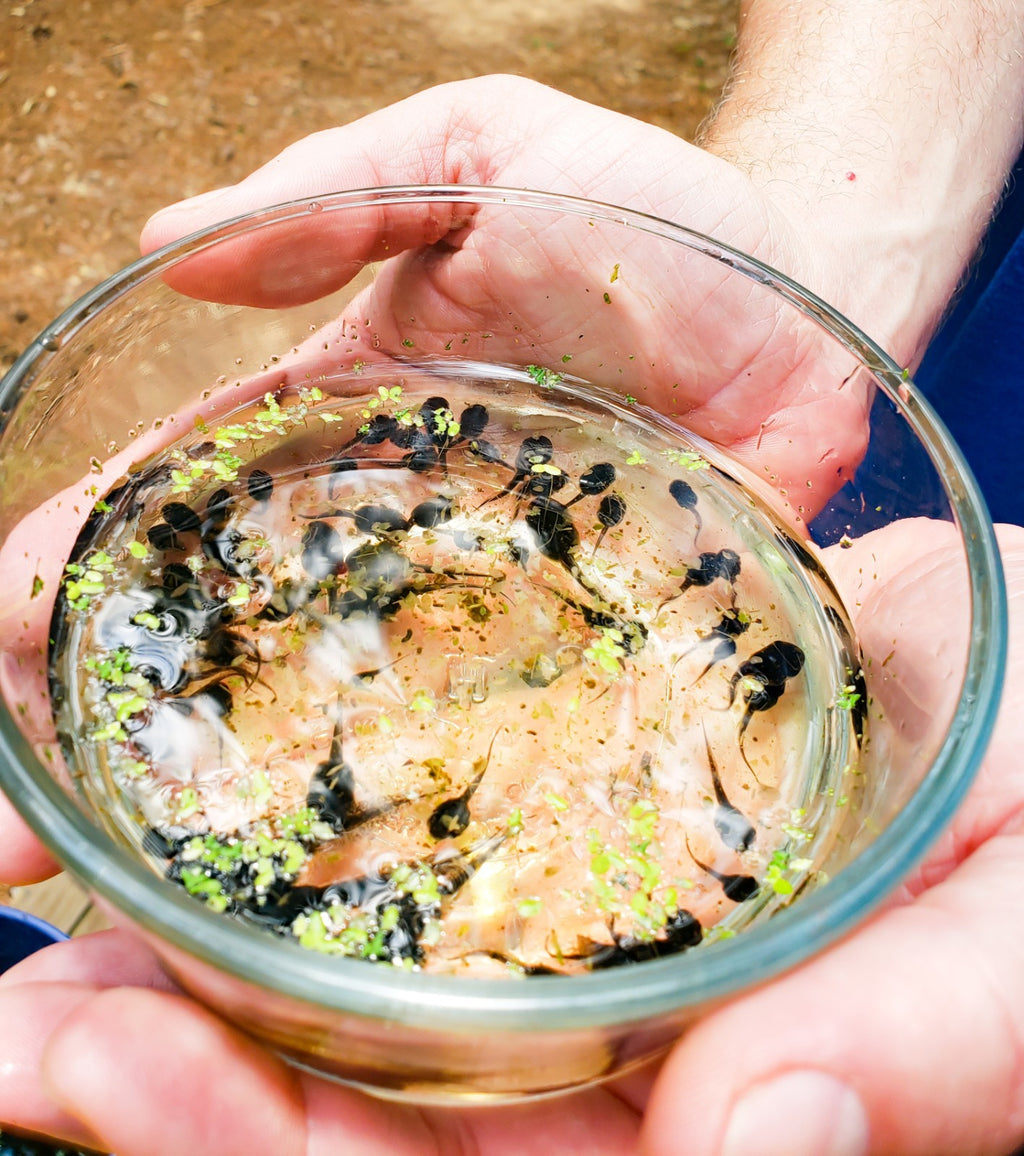 25+ Live Tadpoles, small size, healthy and energetic! Tree Frogs, Toads, Frogs