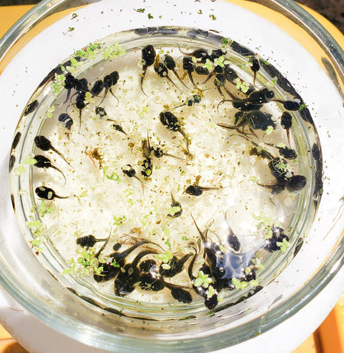 25+ Live Tadpoles, small size, healthy and energetic! Tree Frogs, Toads, Frogs