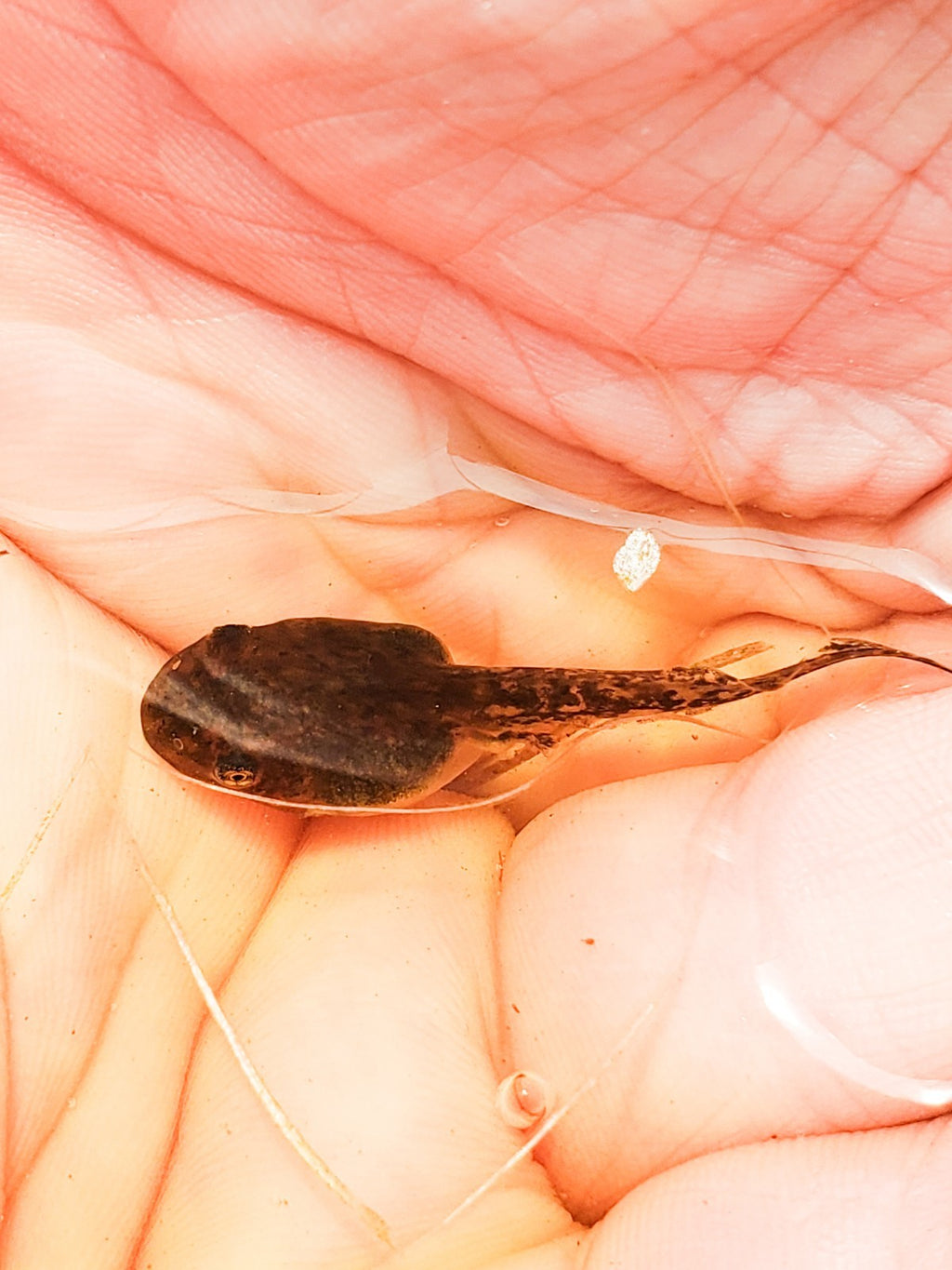 25+ Live Tadpoles, small size, healthy and energetic! Tree Frogs, Toads, Frogs