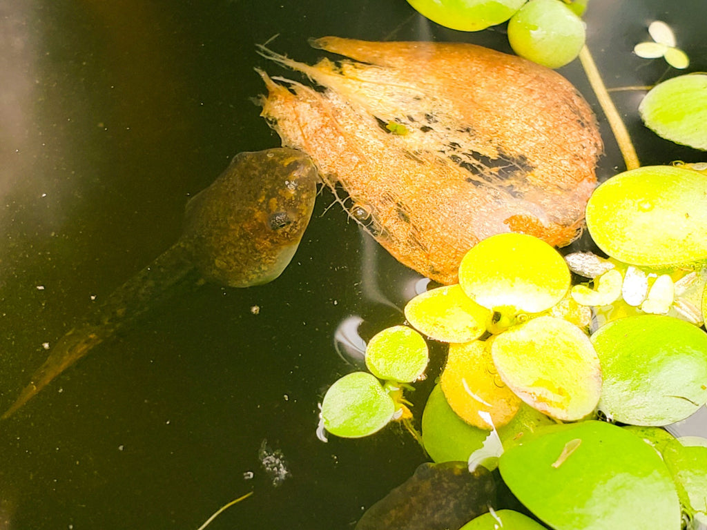 25+ Live Tadpoles, small size, healthy and energetic! Tree Frogs, Toads, Frogs