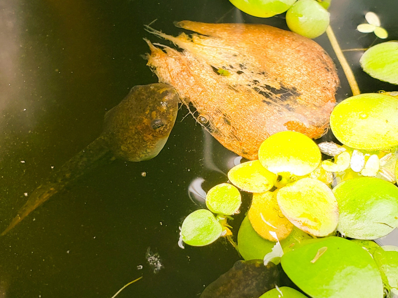 25+ Live Tadpoles, small size, healthy and energetic! Tree Frogs, Toads, Frogs