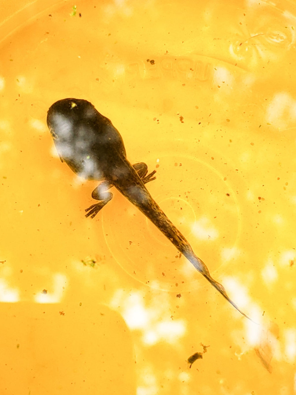 25+ Live Tadpoles, small size, healthy and energetic! Tree Frogs, Toads, Frogs