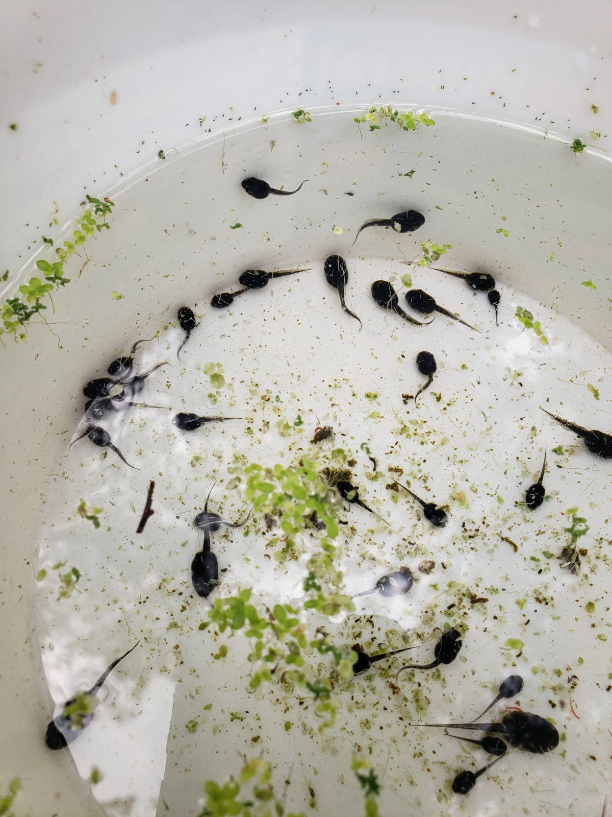 25+ Live Tadpoles, small size, healthy and energetic! Tree Frogs, Toads, Frogs