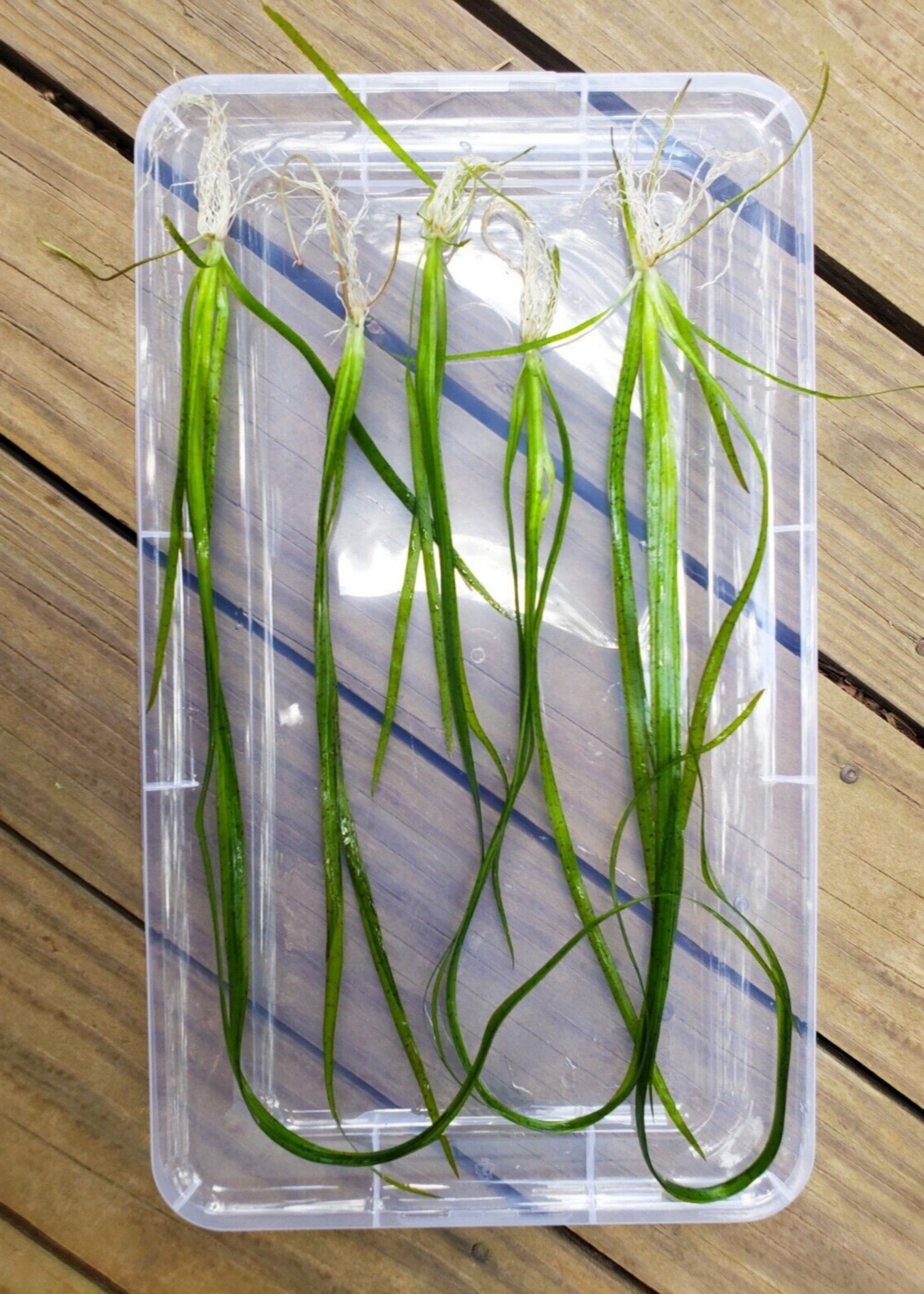 Tall Eel grass
