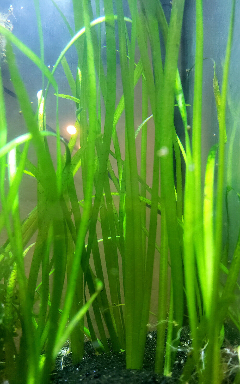 10+ Eel Grass BUY2GET1FREE Vallisneria Americana Jungle Val