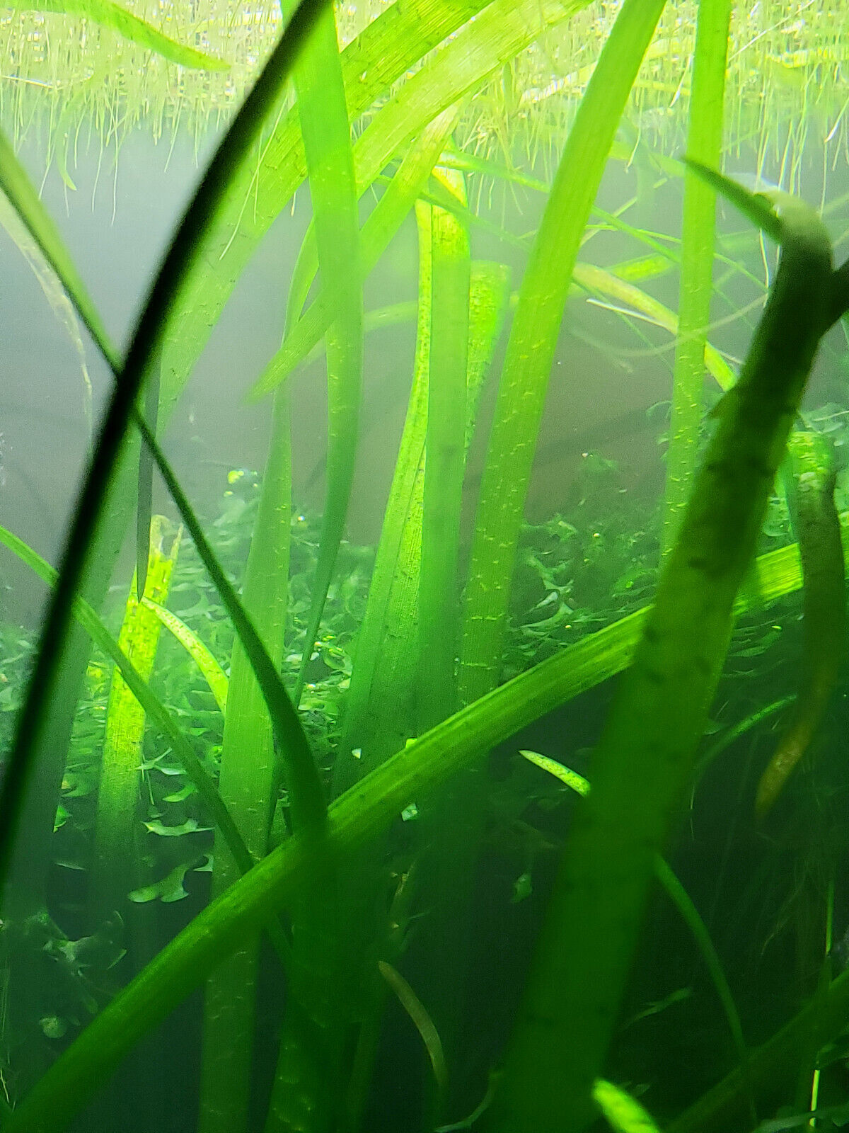 10+ Eel Grass BUY2GET1FREE Vallisneria Americana Jungle Val