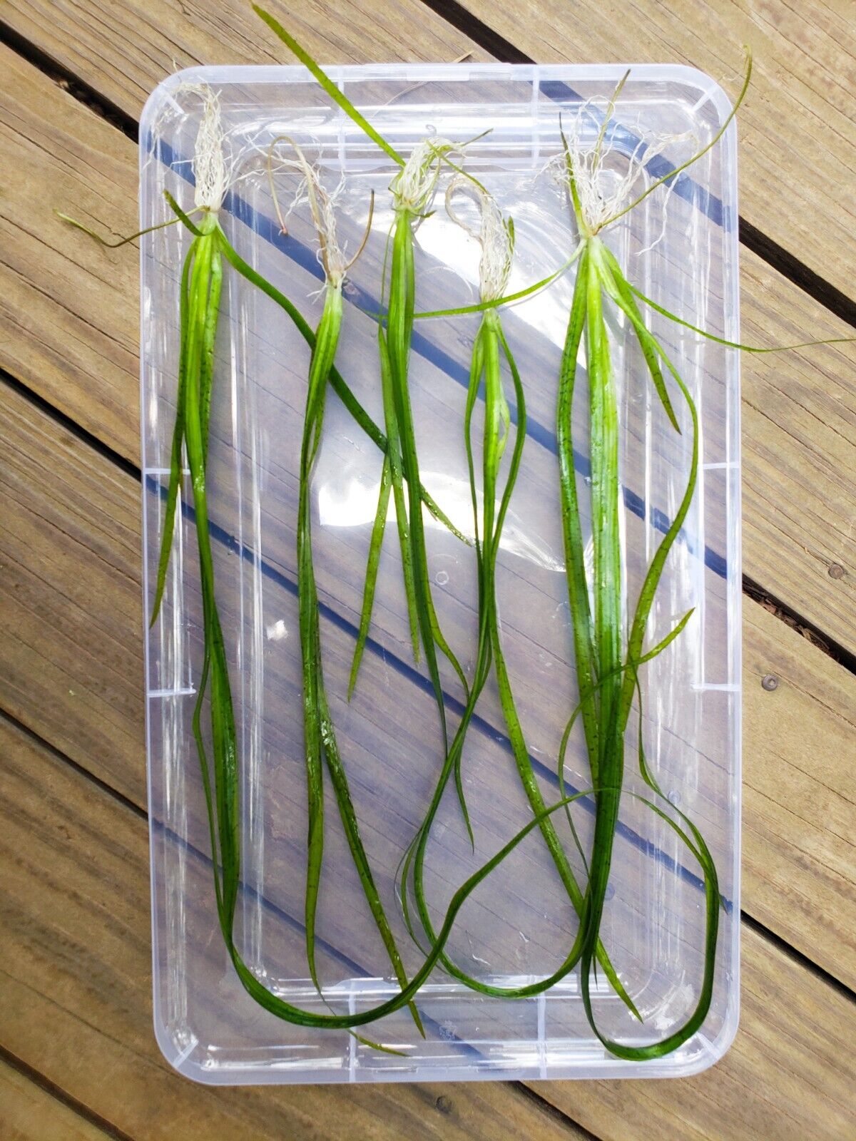 10+ Eel Grass BUY2GET1FREE Vallisneria Americana Jungle Val